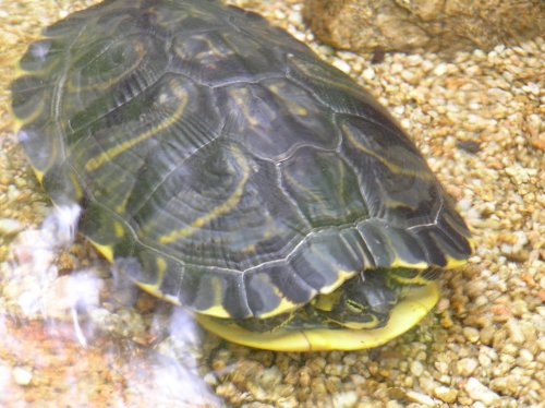 Un'' americana in Sardegna